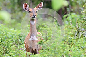 Alert Bushbuck in Mole National Park, Ghana