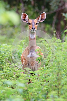 Alert Bushbuck in Mole National Park, Ghana