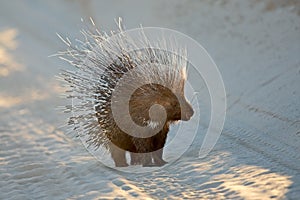 Alert Cape porcupine with erect quills