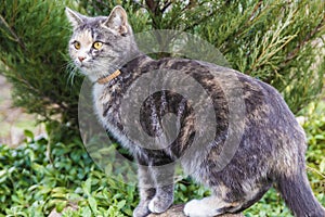 Alert cat in a garden is carefully watching for something