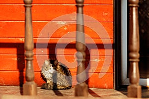 An alert cat sits on the veranda of the house in the bright orange light of the setting sun