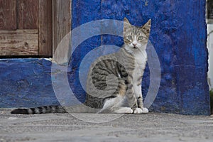 Alert cat watching people passing by