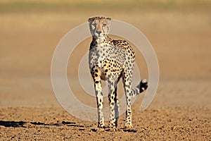 Alert Cheetah