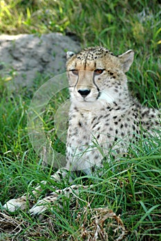 Alert Cheetah