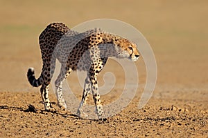 Alert Cheetah