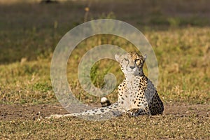 Alert cheetah