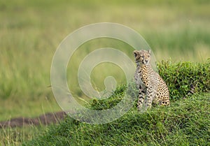 Alert Cheetah Cub sitting in green grass at Masai Mara, Kenya