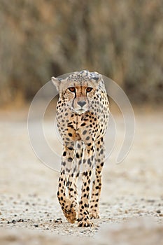 Alert Cheetah walking