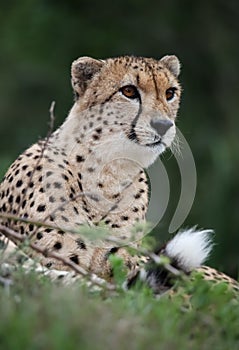 An alert cheetah wildcat with spotted fur