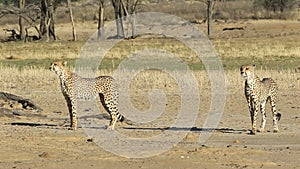 Alert Cheetahs - Kalahari desert