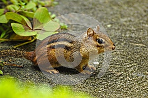 Alert Chipmonk with his jaws full of food.