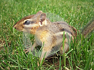 Alert Chipmunk