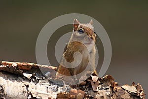 Alert Chipmunk on Birch Bark