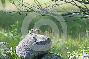 Alert Chipmunk