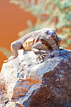 Alert Chuckwalla On Rock