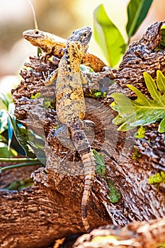 Alert Chuckwallas Outdoors