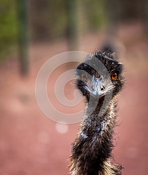 Alert and clever curious emu photo