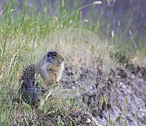Alert Columbian Ground Squirrel