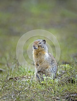 Alert Columbian ground squirrel in the grass