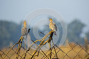 Alert Common Hoopoe with Fanned Crest