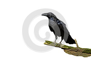 Alert common raven sitting on a bough covered in green moss isolated on white