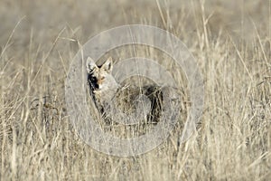 Alert coyote in the tall grass