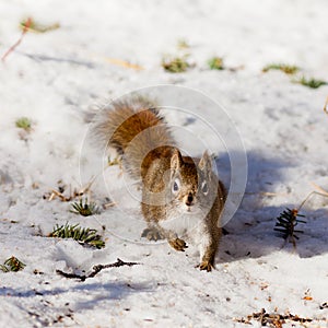 Alert cute American Red Squirrel in winter snow