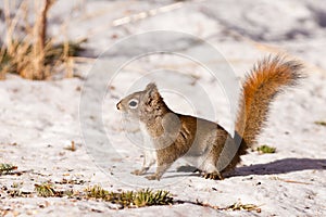 Alert cute American Red Squirrel in winter snow