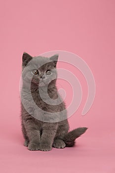 Alert cute grey british shorthair kitten cat looking away on a pink background