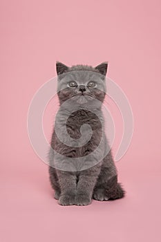 Alert cute grey british shorthair kitten cat looking at the camera on a pink background