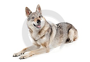 Alert Czechoslovakian wolfdog
