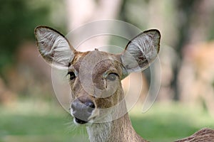 Alert deer