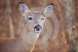 Alert Deer