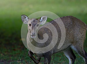 An alert deer with green back ground