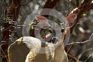 Alert Deer in Ramsey Canyon, Arizona