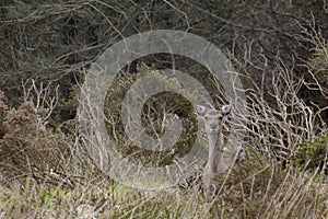 Alert deer standing between high vegetation, Ireland