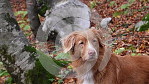 Alert Dog in Autumn Woods.