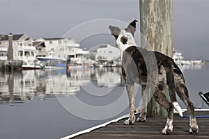 Alert Dog on the Dock