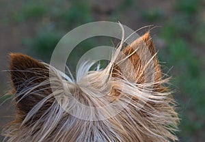 Alert dog ears seen from behind