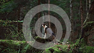 Alert Dog in Forest, A vigilant mixbreed stands in the woods