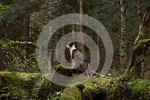 Alert Dog in Forest, A vigilant mixbreed stands in the woods