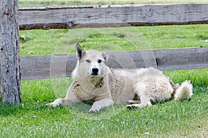 Alert dog on guard in rural region