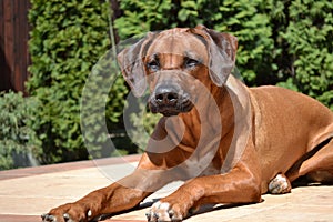 Alert dog Rhodesian Ridgeback