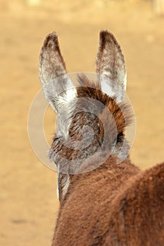Alert donkey ears from behind