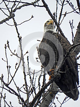 Alert eagle sits quietly in the rain in tree in FingerLakes