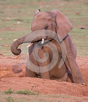 Alert Elephant in a Dirt Furrow