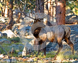 Alert Elk