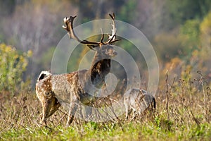 Alert fallow deer looking on grassland in autumn wilderness