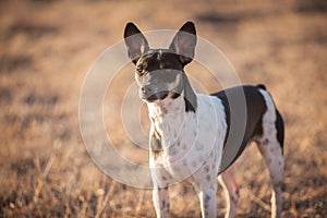 Alert farm dog