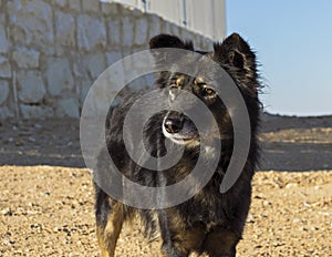 Alert Farm Dog with Amber EyesAlert Farm Dog with Amber Eyes